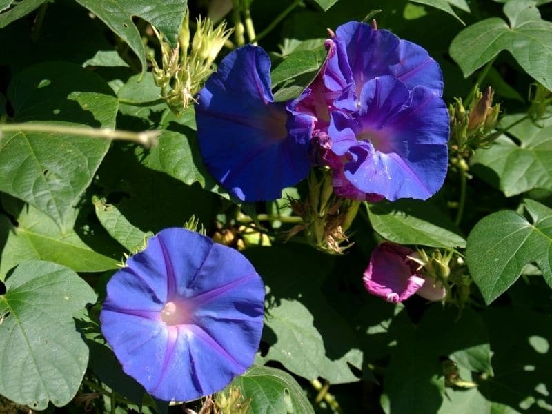 fleur de l'aubépine hawaïenne
