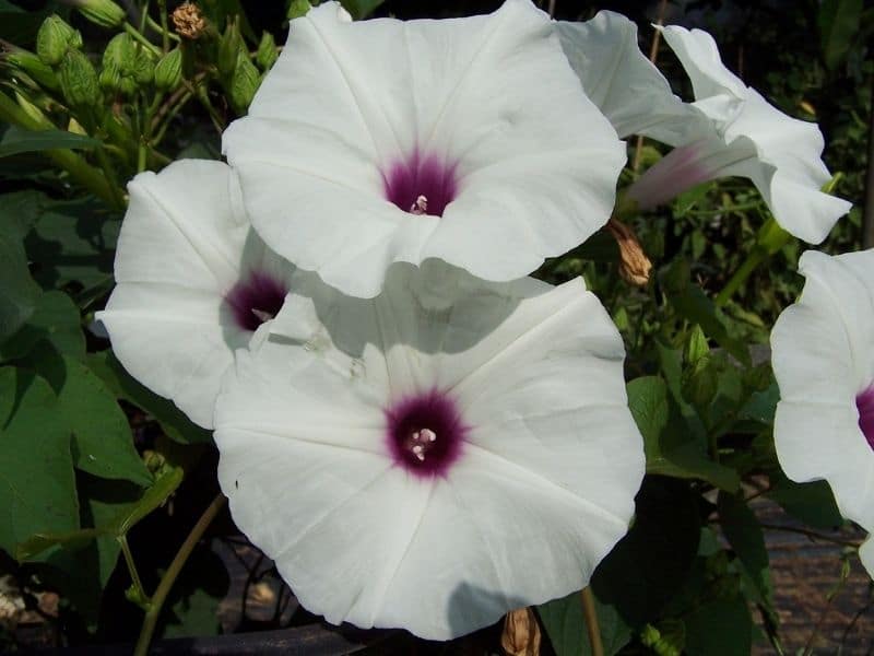 fleur d'ipomée blanche à centre violet