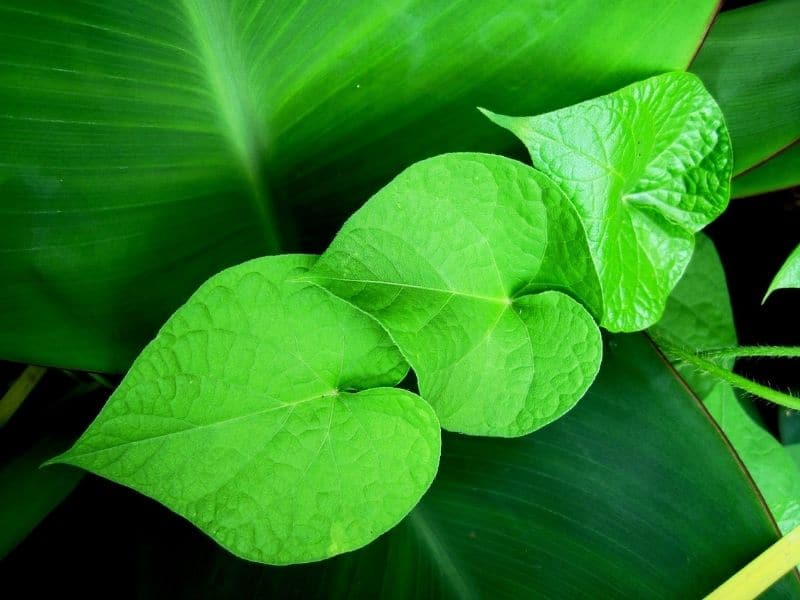 feuilles de liseron