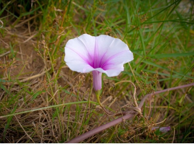 fleur d'ipomée rose pâle