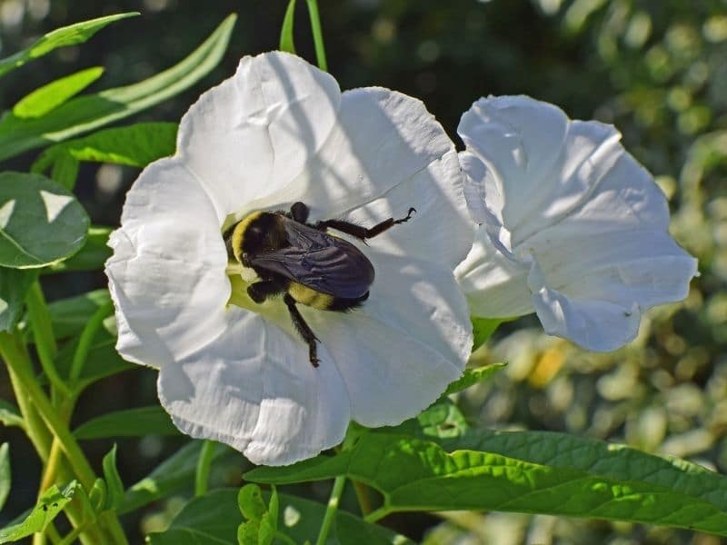 insecte dans une fleur d'ipomée
