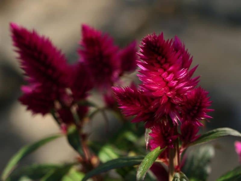 celosia pourpre profond