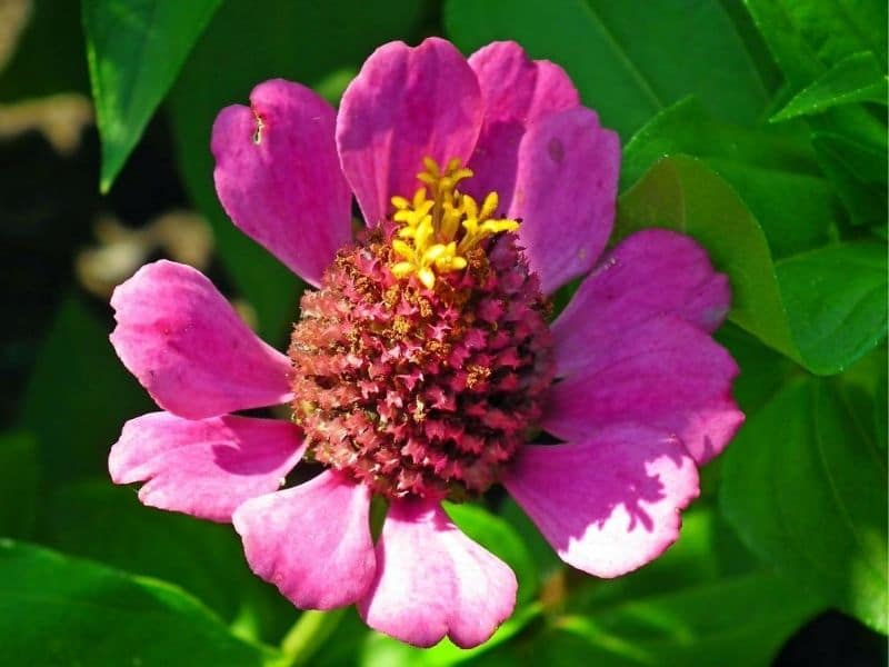 fleur de zinnia rose