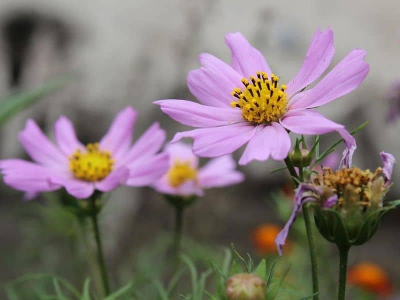 cosmos pourpre