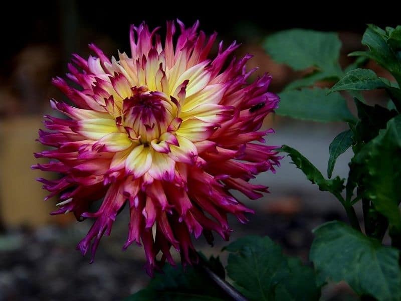 Dahlia jaune et violet