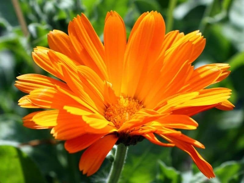 calendula orange