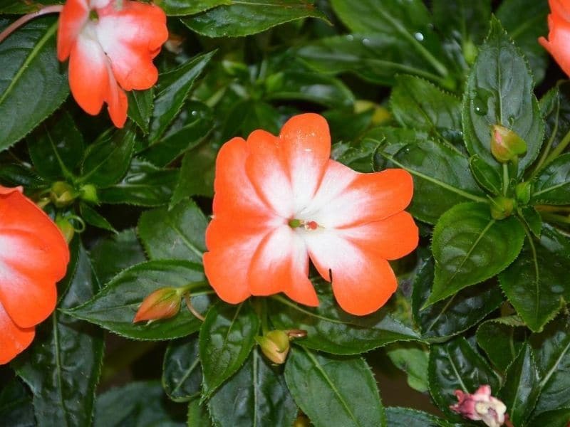 impatiens orange et blanc
