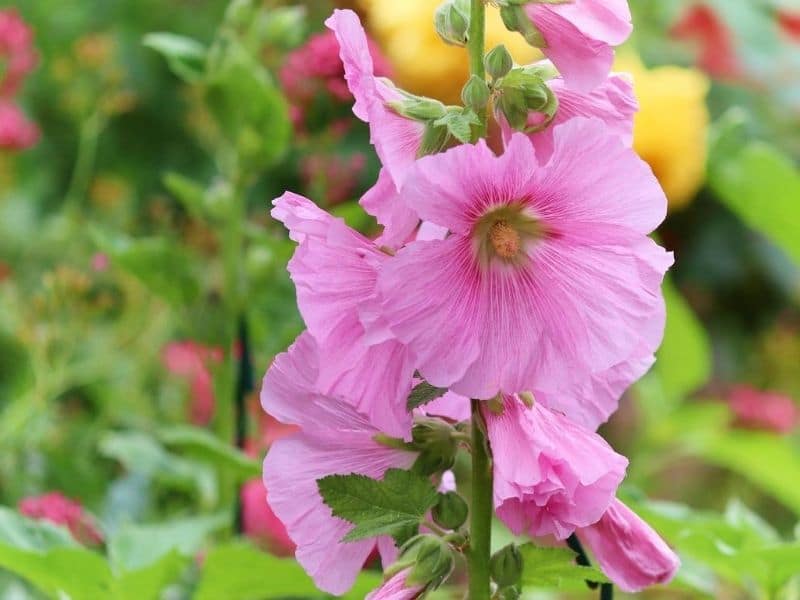 fleur de stock rose