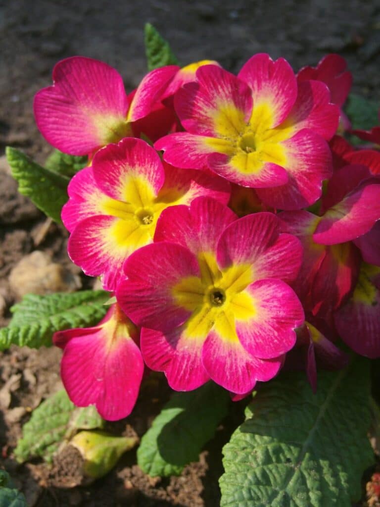 primevère rose primevère