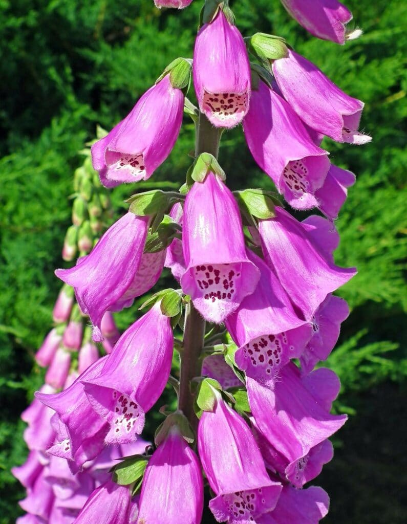 pied d'alouette rose