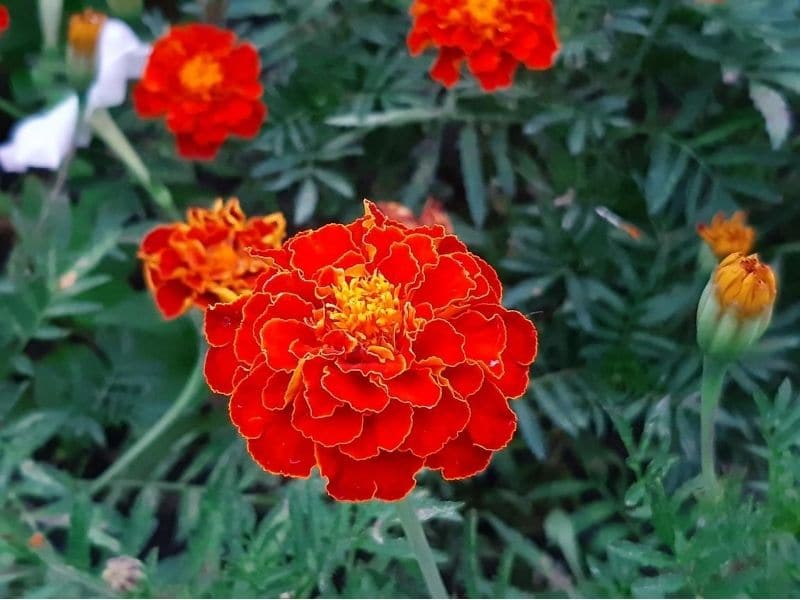 Souci rouge