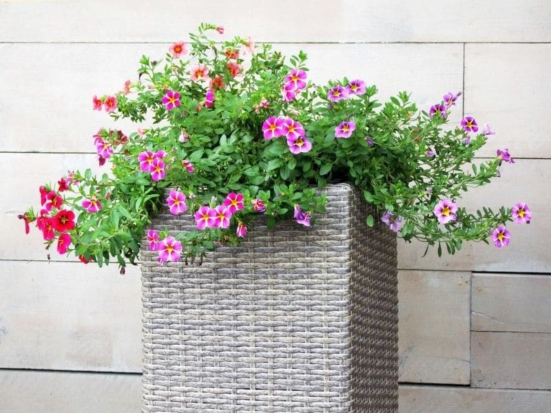 plantes de pétunia