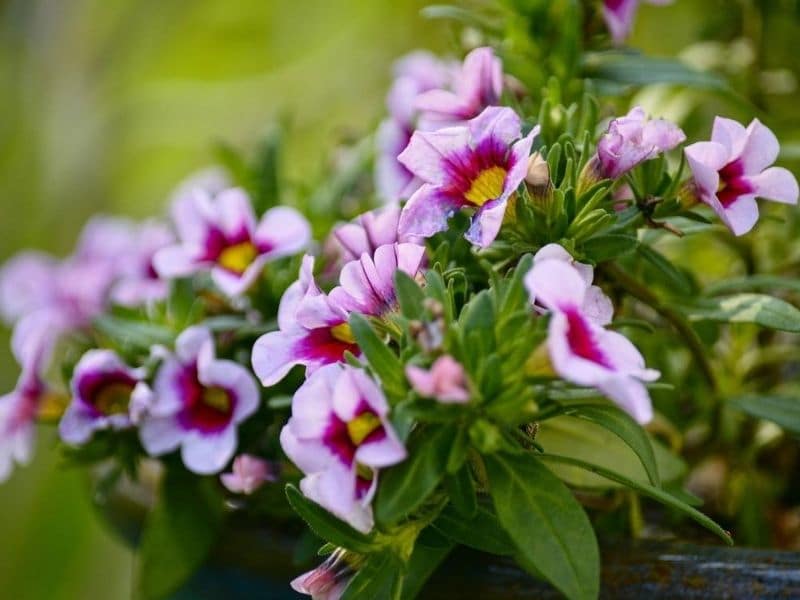 Calibrachoa rose pourpre