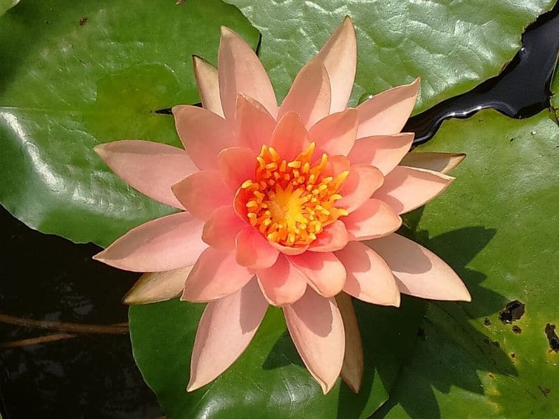 Nénuphar du Colorado