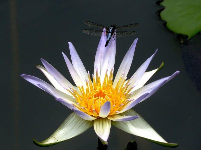 arc en ciel nénuphar