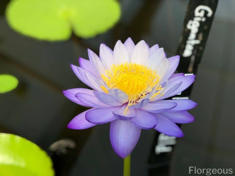 fleur de nénuphar bleu
