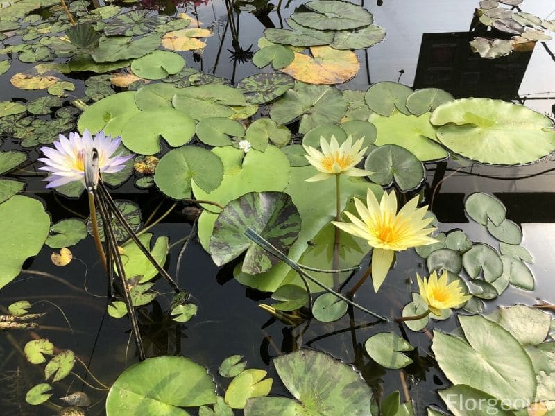nénuphar dans un étang