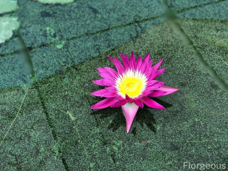 Nénuphar rose pourpre