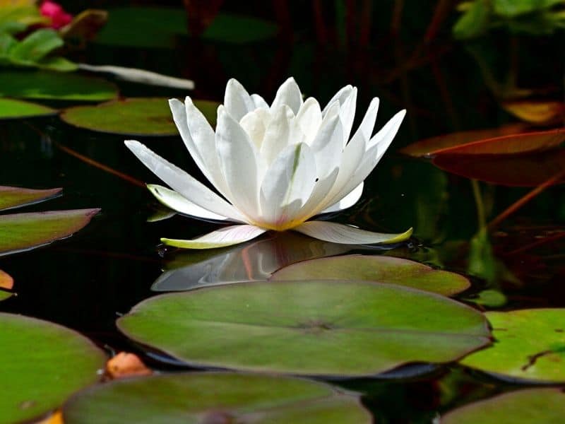 mrs george h pring nénuphar