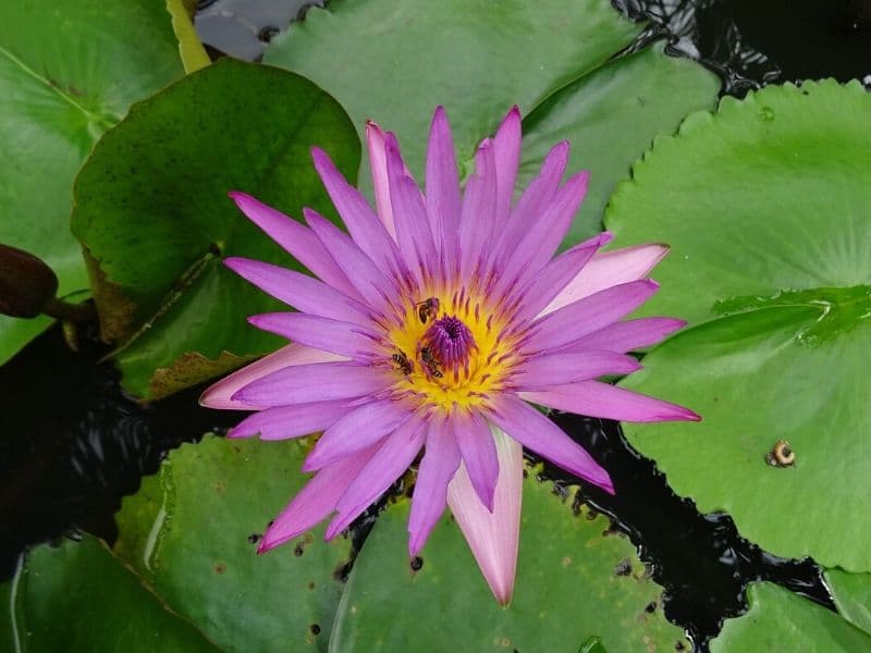 nénuphar bleu du cap