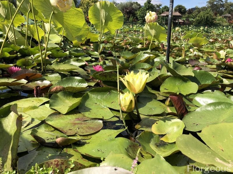 lotus vs nénuphar