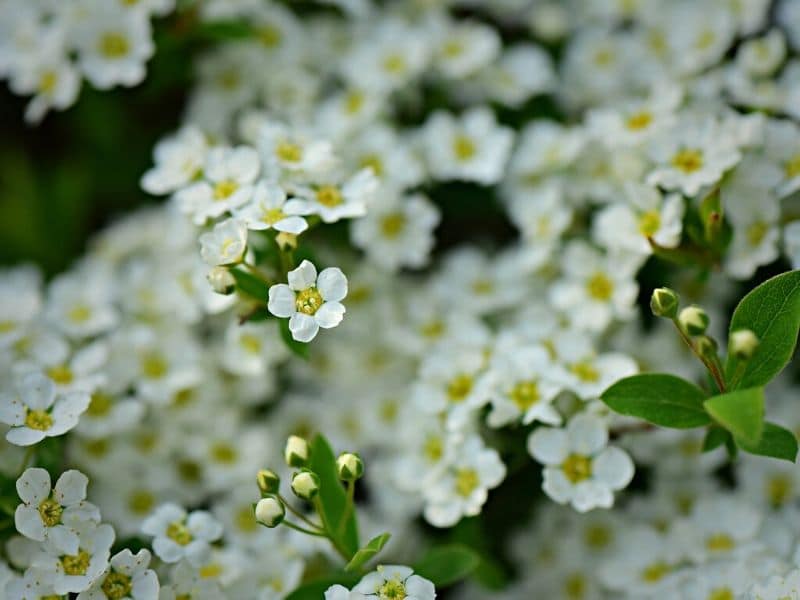 alyssum blanc