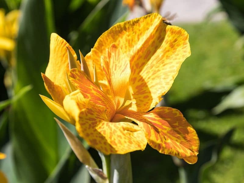 canna jaune