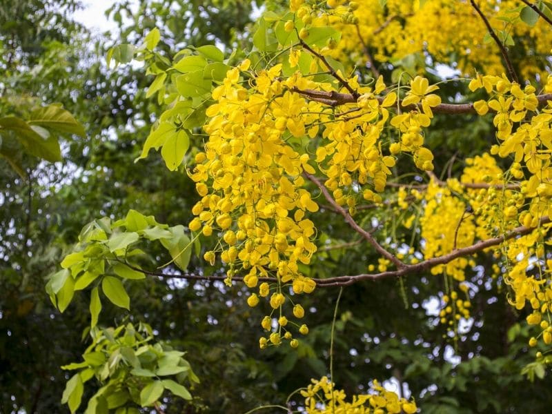 cassia jaune
