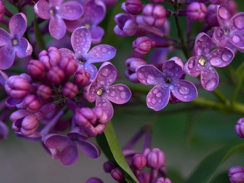 fleurs de lilas