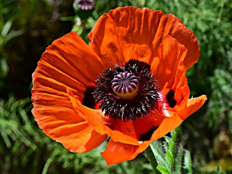 coquelicot orange