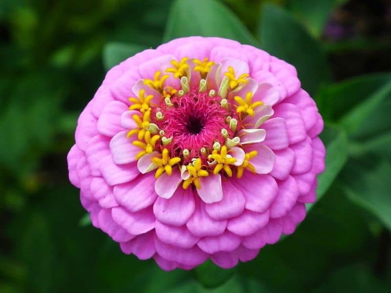zinnia rose