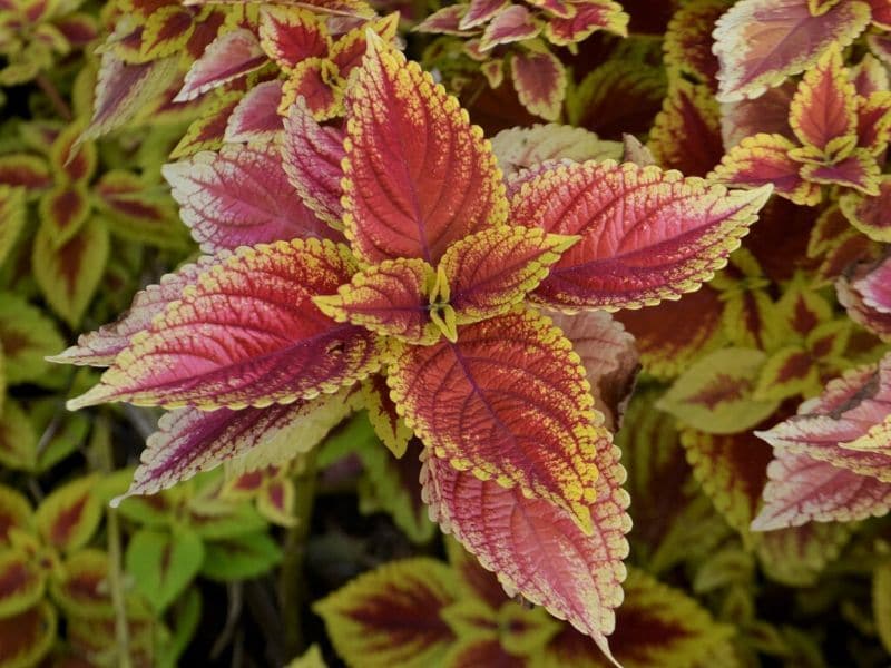 plante coleus