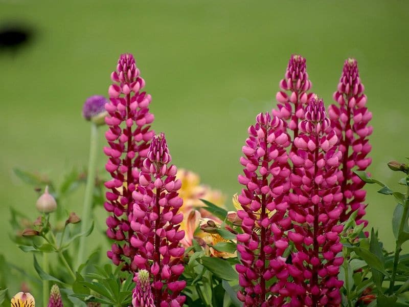 fleurs de lupin