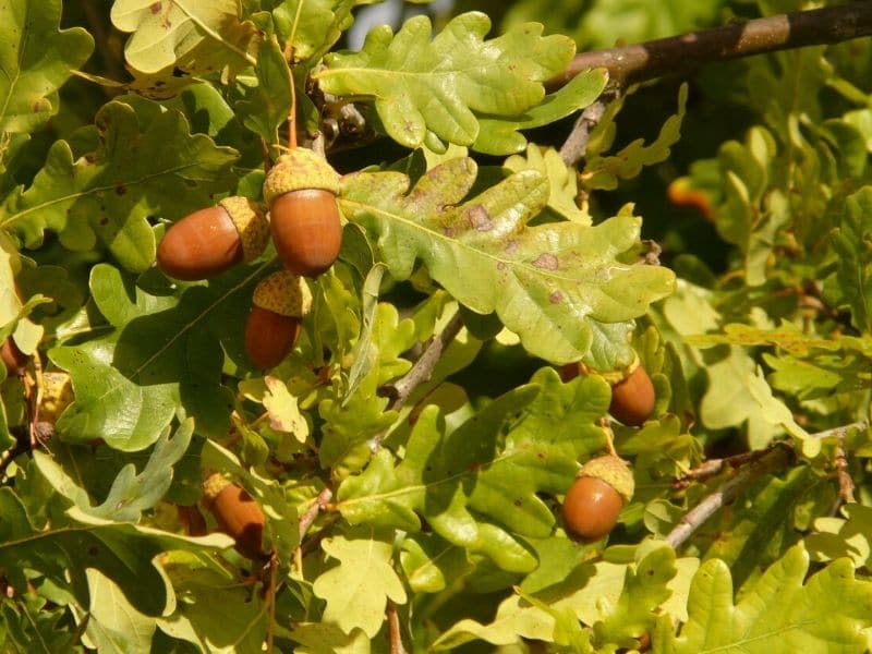fruit de l'arbre quercus