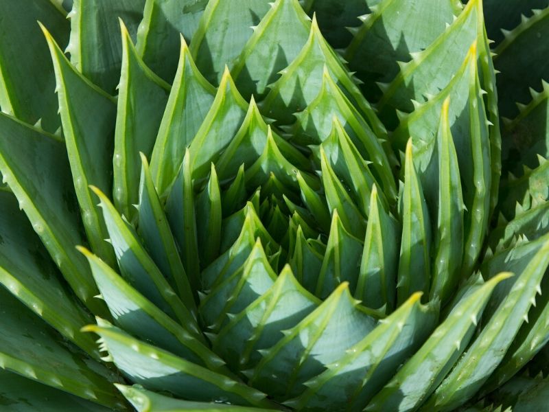 plante aloe vera