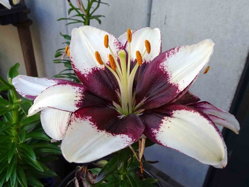 Lilium 'Tiny Padhye'.