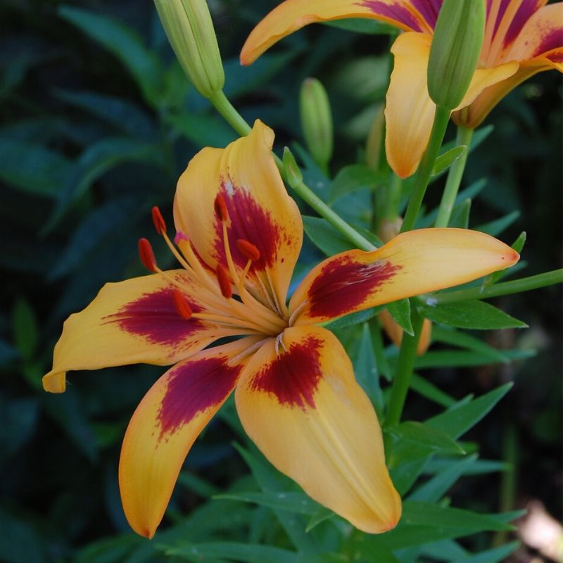 Lilium 'Grand Cru