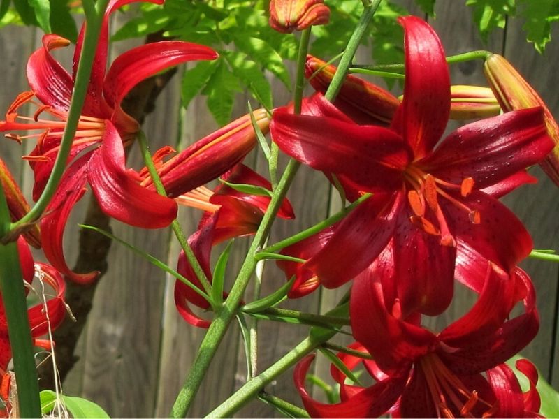 Lilium 'Red Velvet'.