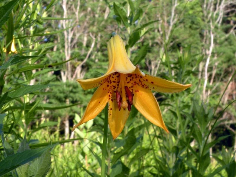 Lilium canadense (Lys du Canada)