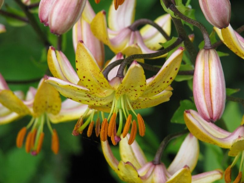 Lilium 'Mme R.O. Backhouse'.