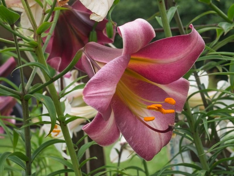 lilium 'Pink Perfection