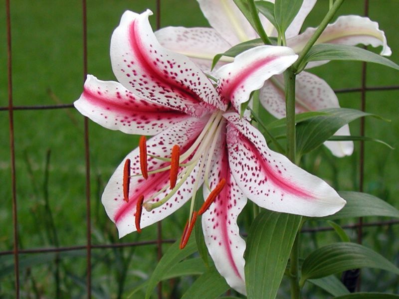 Lilium 'Dizzy