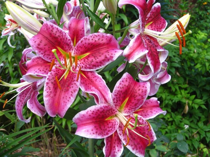 Lilium 'Stargazer