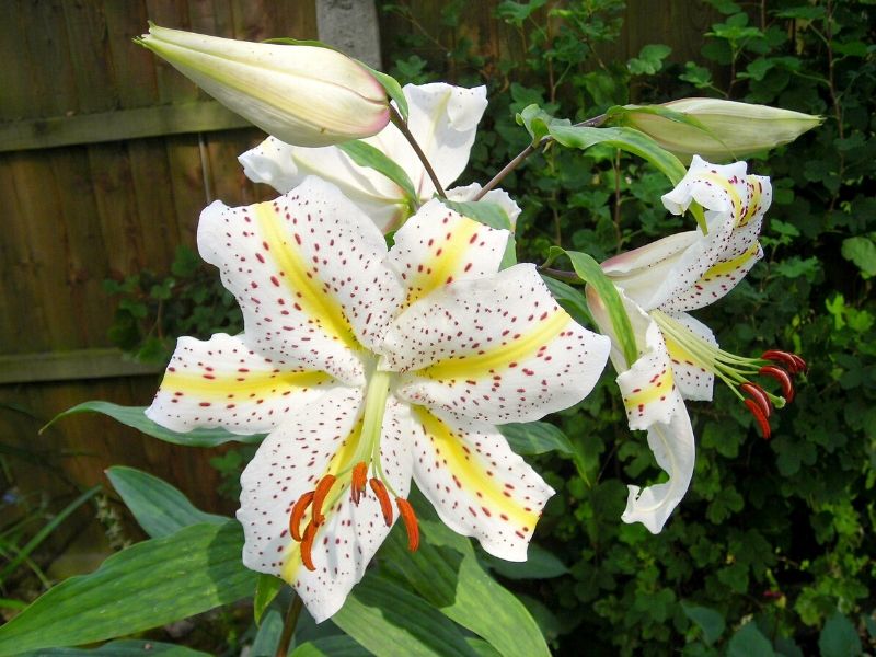 lilium 'Auratum' (lilium 'Auratum')
