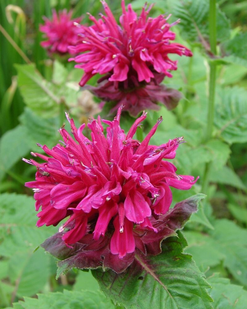 Variétés de mélisse