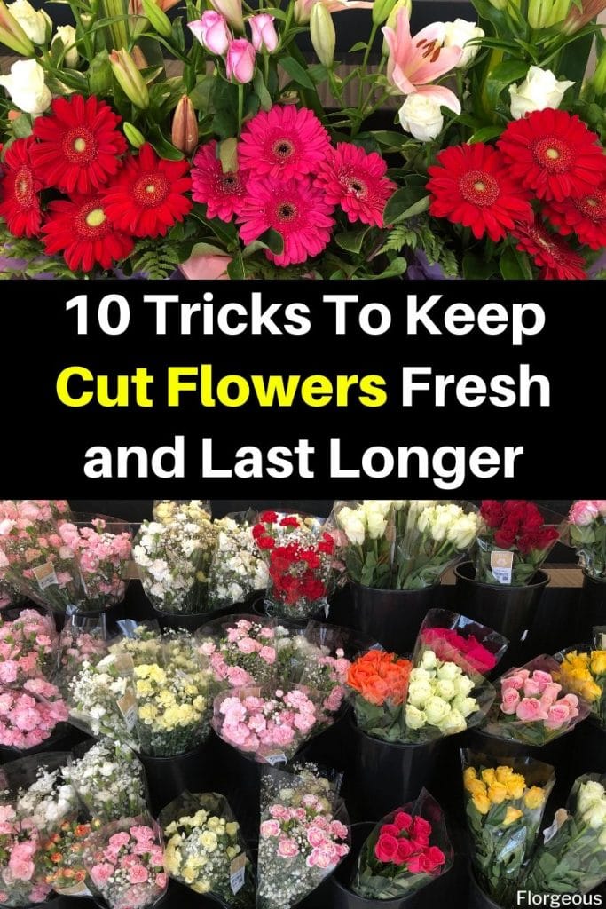 faire durer les fleurs coupées plus longtemps