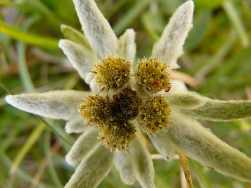 fleur d'edelweiss rare