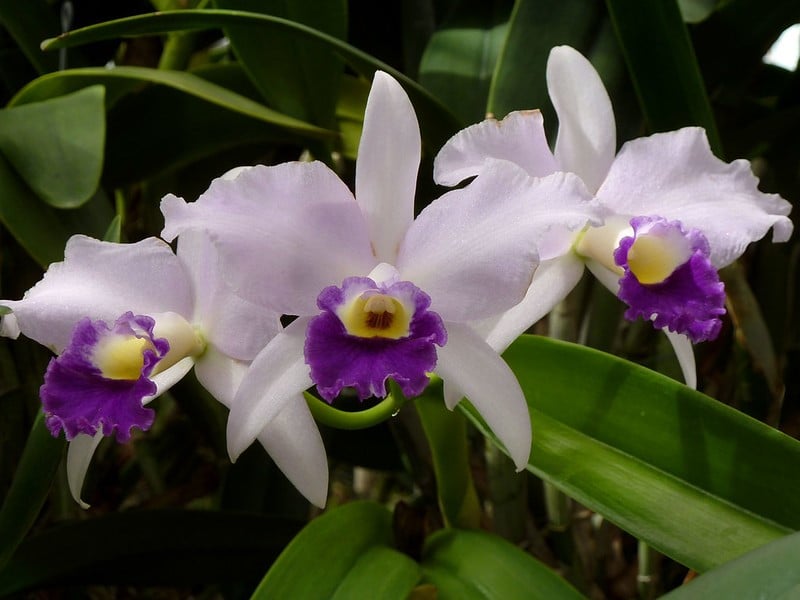 hybrides de cattleya