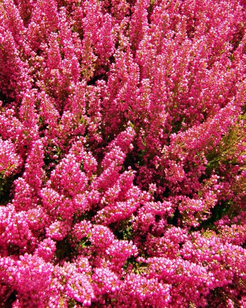 beauté sombre calluna vulgaris