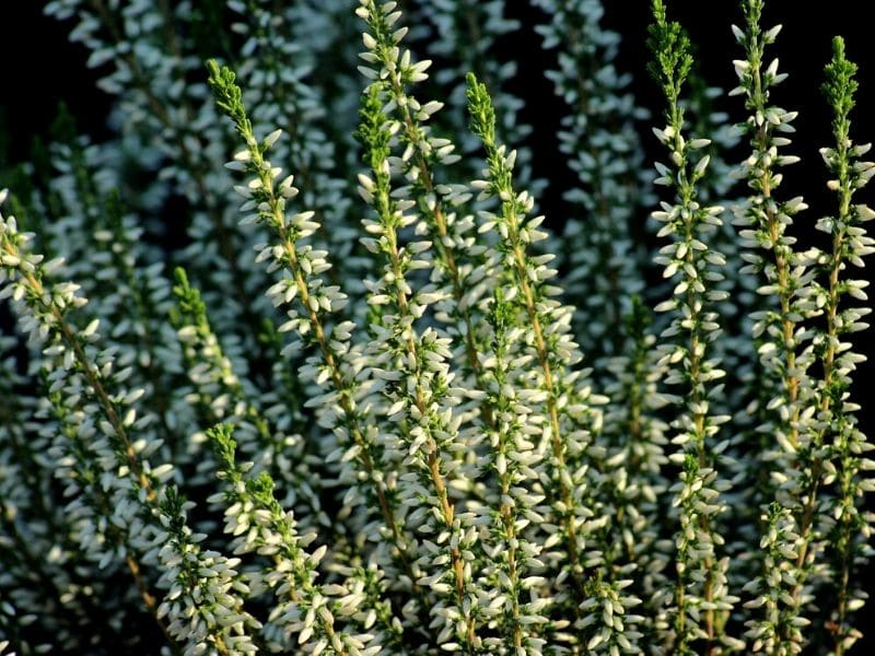 alicia calluna vulgaris